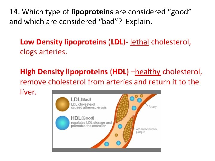 14. Which type of lipoproteins are considered “good” and which are considered “bad”? Explain.
