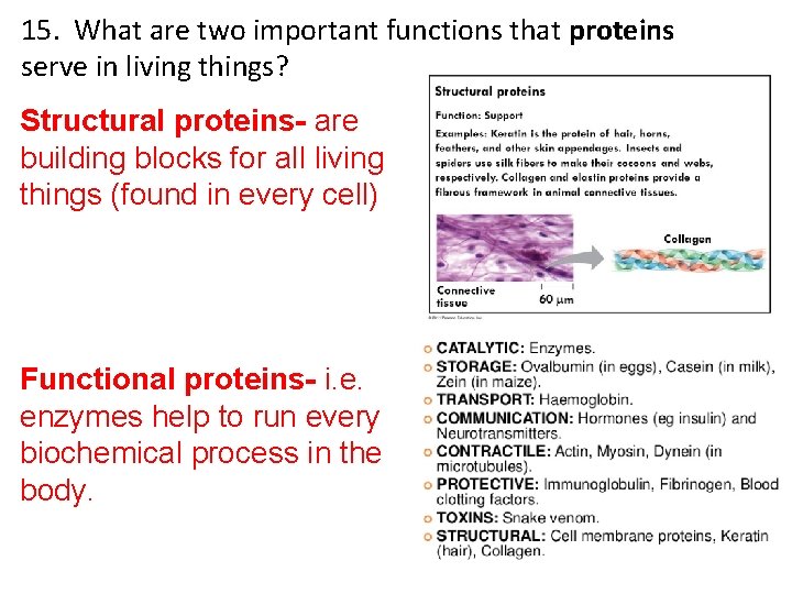 15. What are two important functions that proteins serve in living things? Structural proteins-