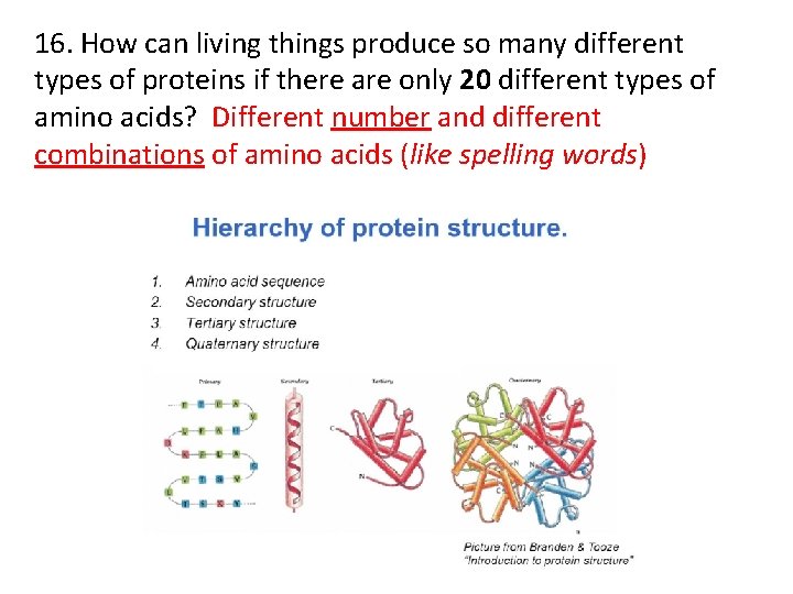 16. How can living things produce so many different types of proteins if there