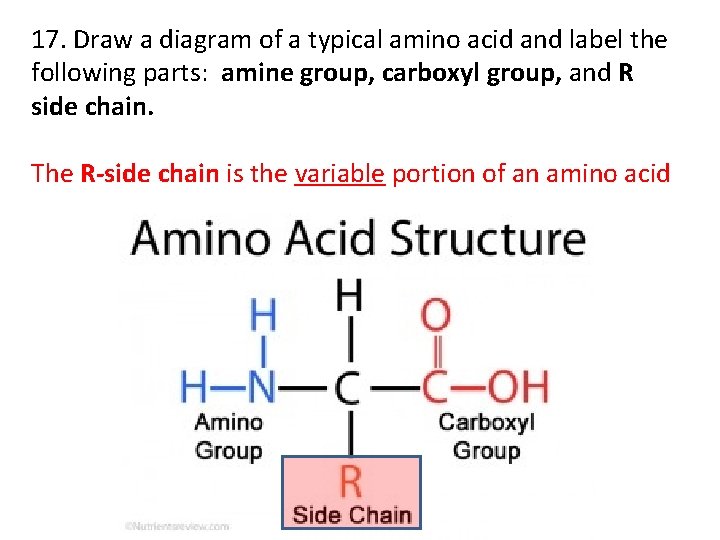 17. Draw a diagram of a typical amino acid and label the following parts: