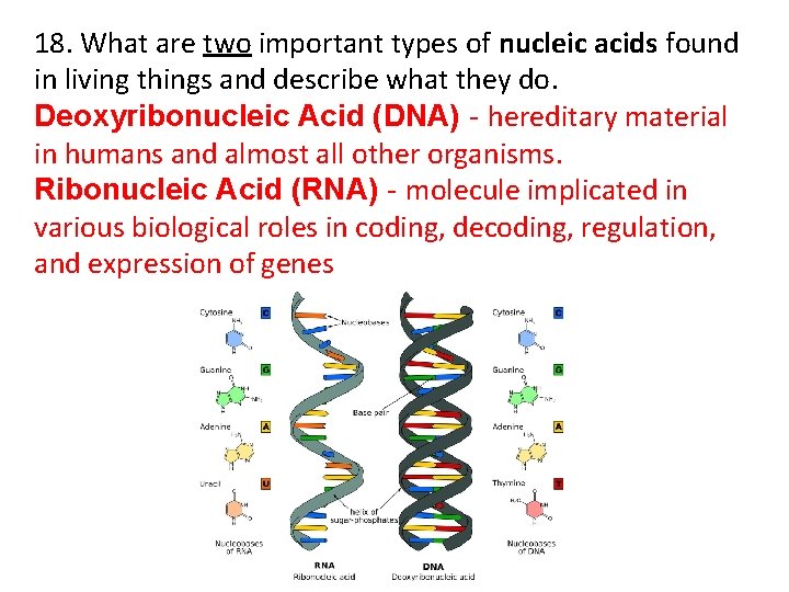 18. What are two important types of nucleic acids found in living things and