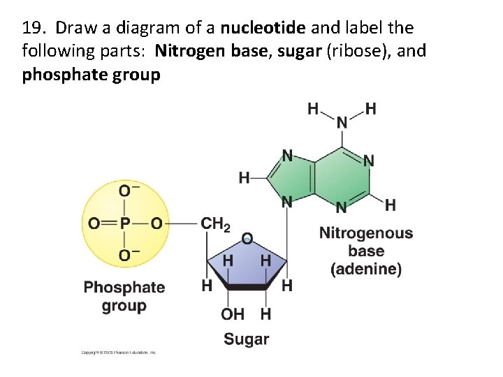 19. Draw a diagram of a nucleotide and label the following parts: Nitrogen base,