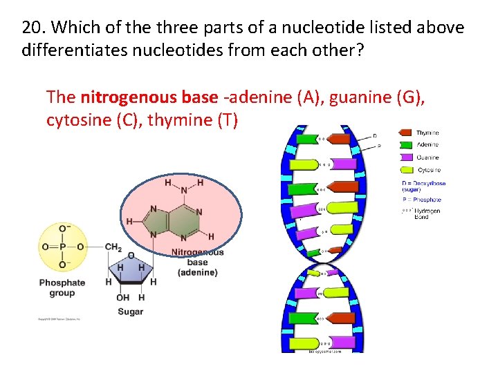 20. Which of the three parts of a nucleotide listed above differentiates nucleotides from