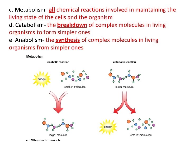 c. Metabolism- all chemical reactions involved in maintaining the living state of the cells