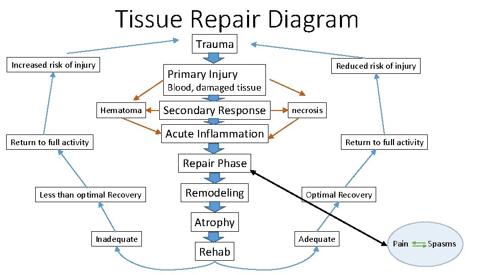 Tissue Repair Diagram Trauma Increased risk of injury Reduced risk of injury Primary Injury