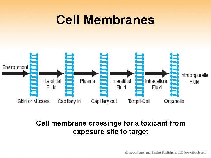 Cell Membranes Cell membrane crossings for a toxicant from exposure site to target Cell Membranes Cell membrane crossings for a toxicant from exposure site to target