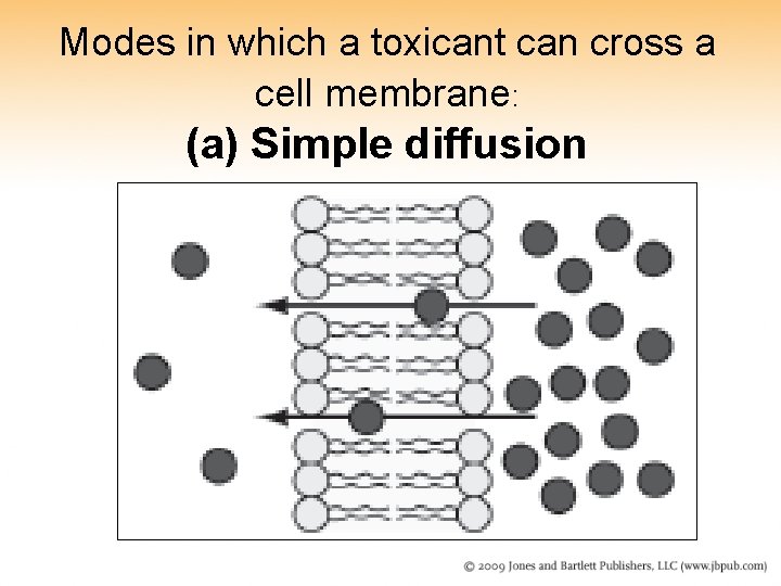 Modes in which a toxicant can cross a cell membrane: (a) Simple diffusion Modes in which a toxicant can cross a cell membrane: (a) Simple diffusion