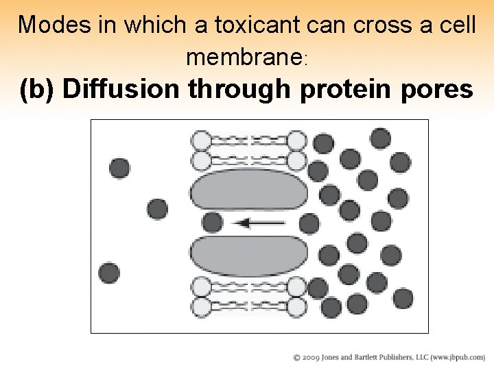 Modes in which a toxicant can cross a cell membrane: (b) Diffusion through protein Modes in which a toxicant can cross a cell membrane: (b) Diffusion through protein