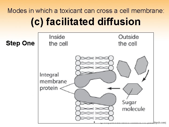Modes in which a toxicant can cross a cell membrane: (c) facilitated diffusion Step Modes in which a toxicant can cross a cell membrane: (c) facilitated diffusion Step