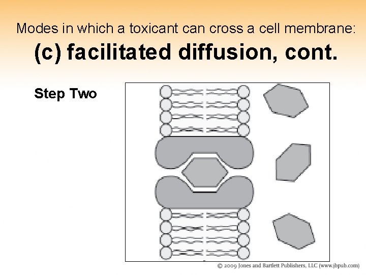 Modes in which a toxicant can cross a cell membrane: (c) facilitated diffusion, cont. Modes in which a toxicant can cross a cell membrane: (c) facilitated diffusion, cont.