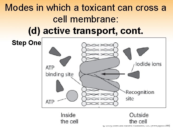 Modes in which a toxicant can cross a cell membrane: (d) active transport, cont. Modes in which a toxicant can cross a cell membrane: (d) active transport, cont.