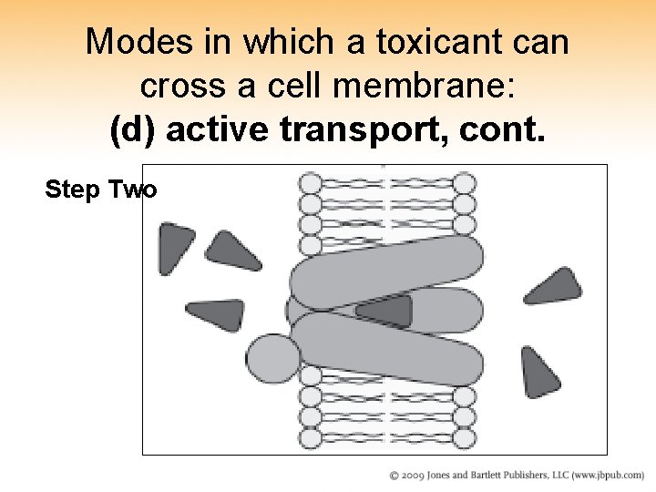 Modes in which a toxicant can cross a cell membrane: (d) active transport, cont. Modes in which a toxicant can cross a cell membrane: (d) active transport, cont.