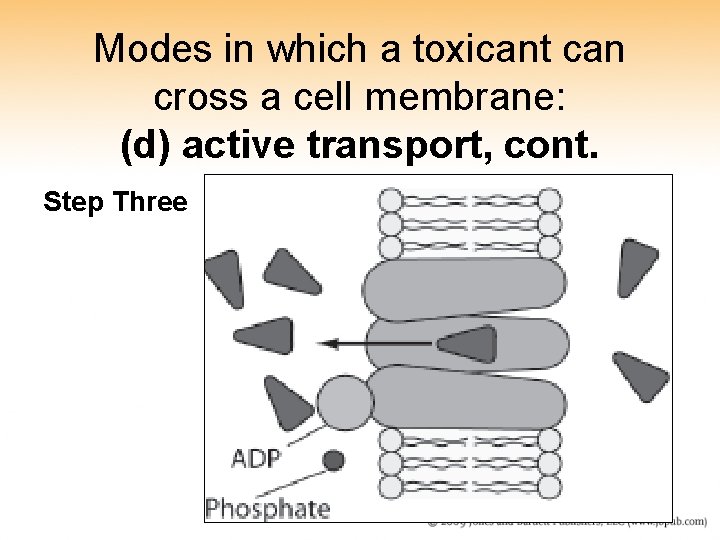 Modes in which a toxicant can cross a cell membrane: (d) active transport, cont. Modes in which a toxicant can cross a cell membrane: (d) active transport, cont.