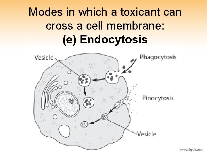 Modes in which a toxicant can cross a cell membrane: (e) Endocytosis Modes in which a toxicant can cross a cell membrane: (e) Endocytosis