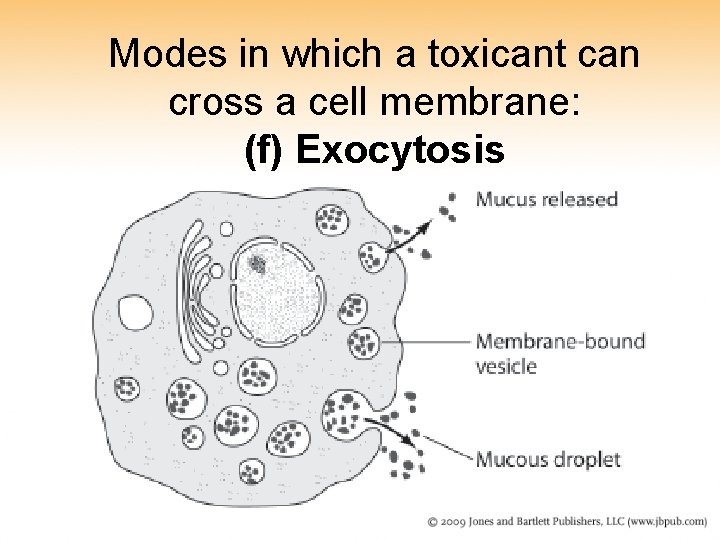 Modes in which a toxicant can cross a cell membrane: (f) Exocytosis Modes in which a toxicant can cross a cell membrane: (f) Exocytosis