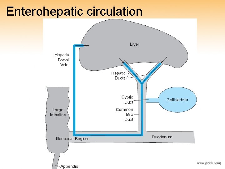 Enterohepatic circulation Enterohepatic circulation