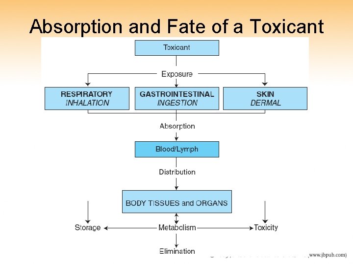Absorption and Fate of a Toxicant Absorption and Fate of a Toxicant