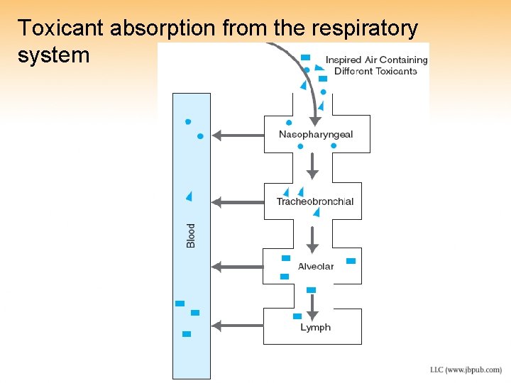Toxicant absorption from the respiratory system Toxicant absorption from the respiratory system