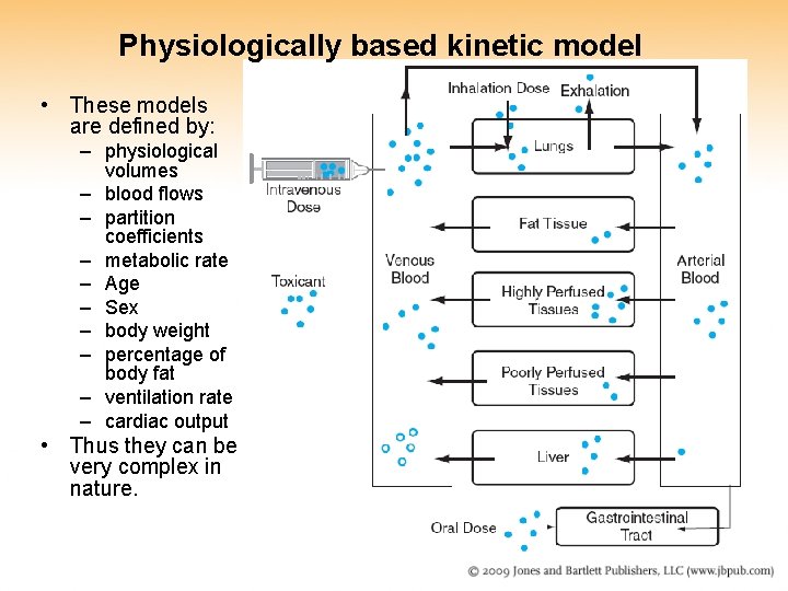 Physiologically based kinetic model • These models are defined by: – physiological volumes – Physiologically based kinetic model • These models are defined by: – physiological volumes –