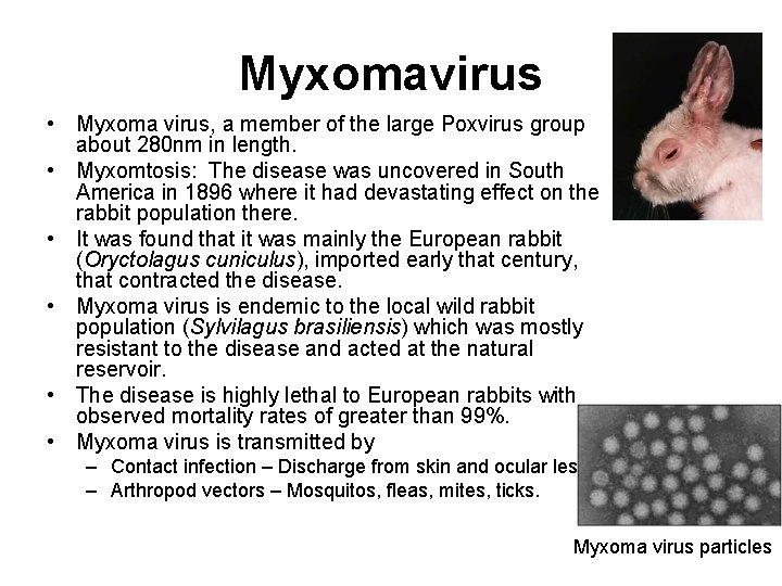 Myxomavirus • Myxoma virus, a member of the large Poxvirus group about 280 nm