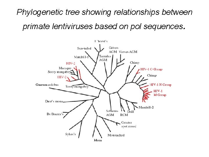 Phylogenetic tree showing relationships between primate lentiviruses based on pol sequences. 