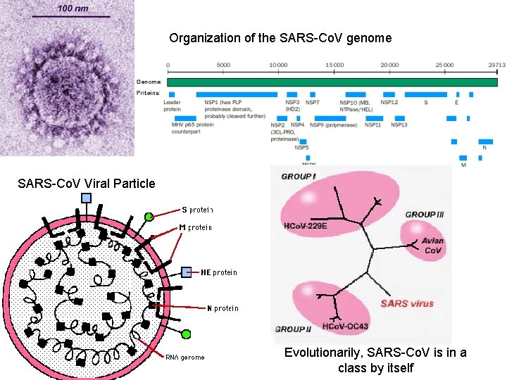 Organization of the SARS-Co. V genome SARS-Co. V Viral Particle Evolutionarily, SARS-Co. V is