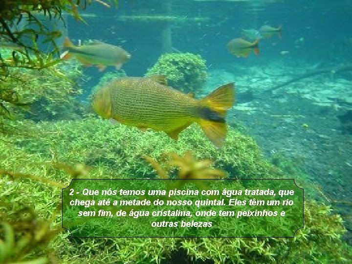 2 - Que nós temos uma piscina com água tratada, que chega até a