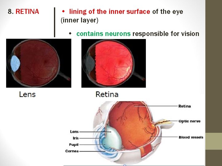 8. RETINA • lining of the inner surface of the eye (inner layer) •