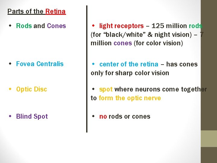 Parts of the Retina • Rods and Cones • light receptors – 125 million