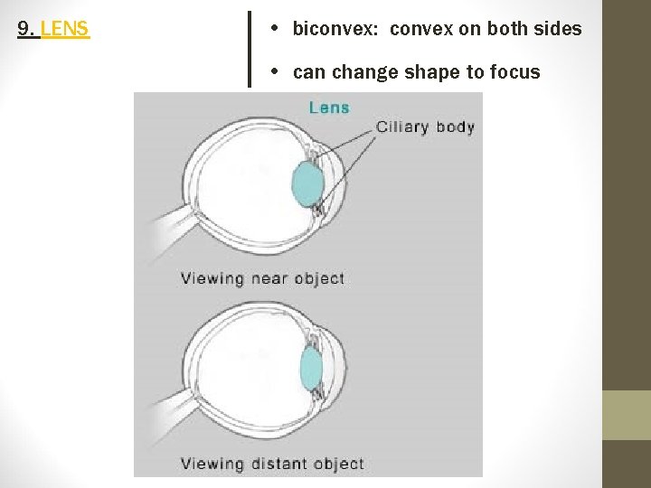 9. LENS • biconvex: convex on both sides • can change shape to focus