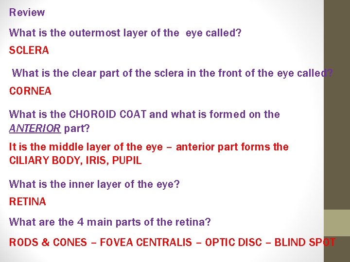 Review What is the outermost layer of the eye called? SCLERA What is the