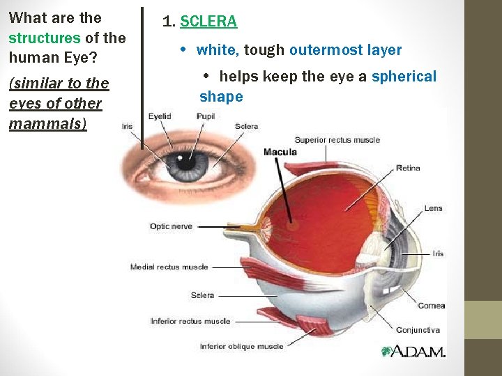 What are the structures of the human Eye? (similar to the eyes of other