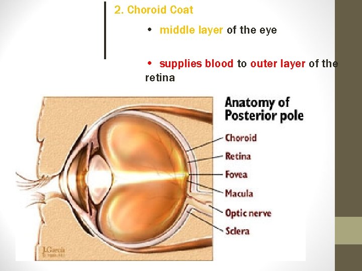 2. Choroid Coat • middle layer of the eye • supplies blood to outer