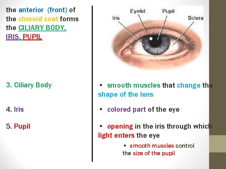 the anterior (front) of the choroid coat forms the CILIARY BODY, IRIS, PUPIL 3.