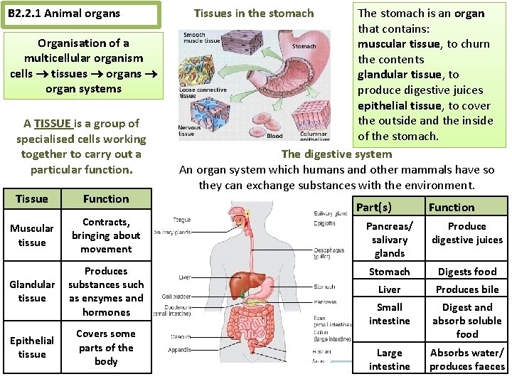 AQA Knowledge Power Point Unit 2 Biology 2