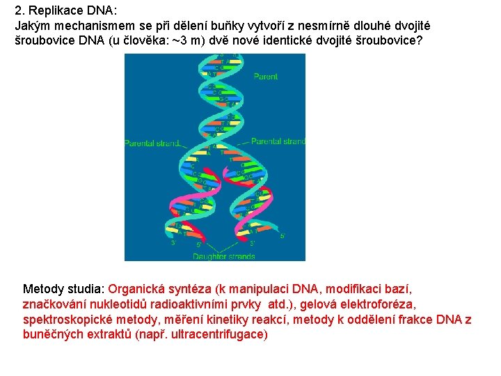 2. Replikace DNA: Jakým mechanismem se při dělení buňky vytvoří z nesmírně dlouhé dvojité