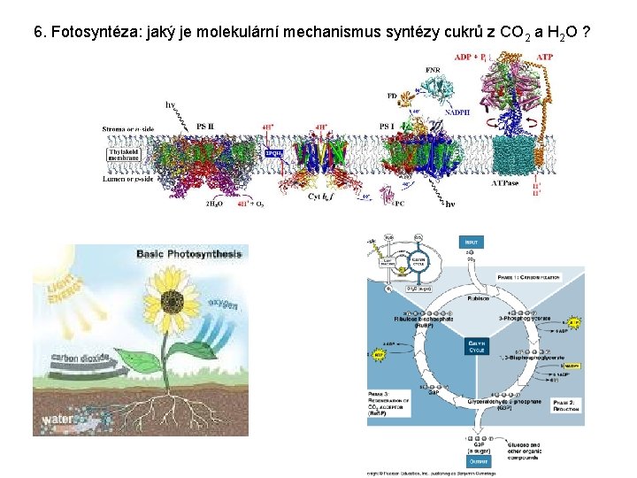 6. Fotosyntéza: jaký je molekulární mechanismus syntézy cukrů z CO 2 a H 2