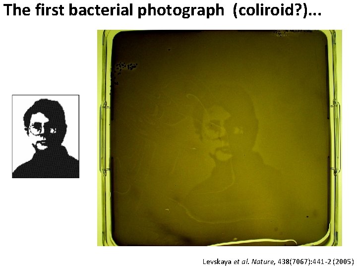 The first bacterial photograph (coliroid? ). . . Levskaya et al. Nature, 438(7067): 441