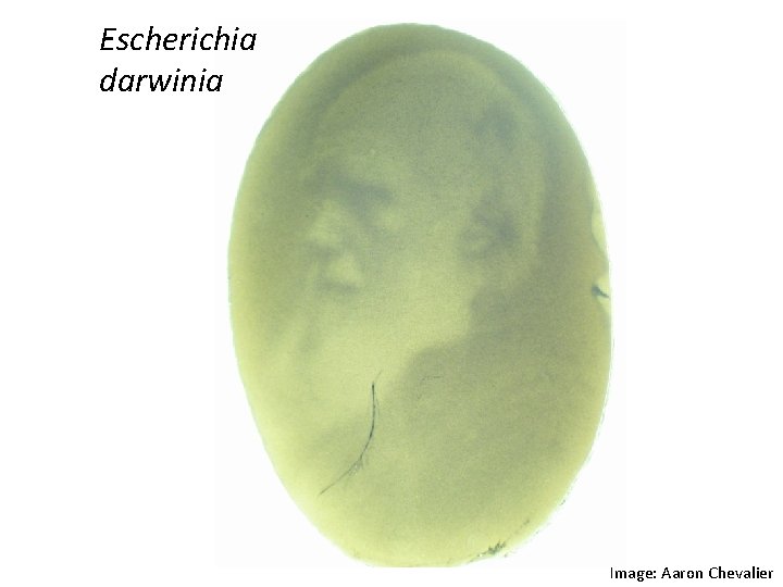 Escherichia darwinia Image: Aaron Chevalier 
