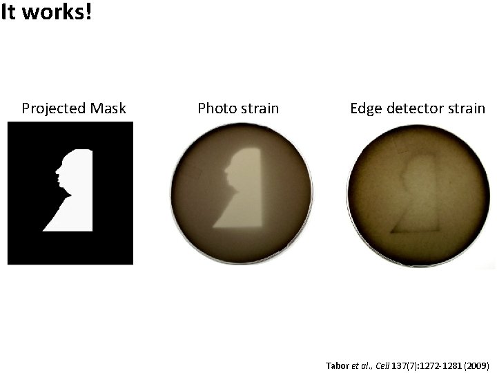 It works! Projected Mask Photo strain Edge detector strain Tabor et al. , Cell