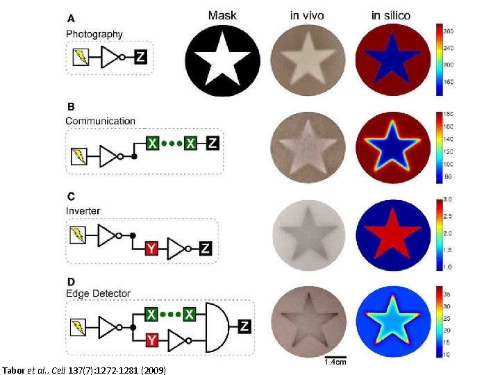 Tabor et al. , Cell 137(7): 1272 -1281 (2009) 