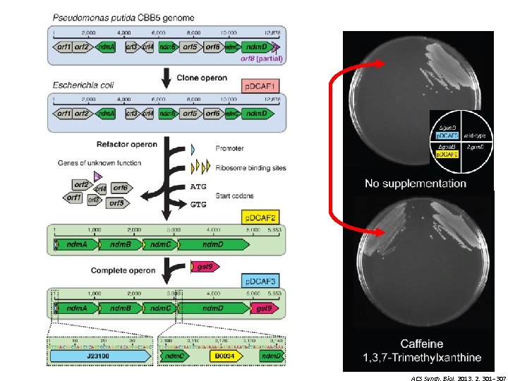 ACS Synth. Biol. 2013, 2, 301− 307 