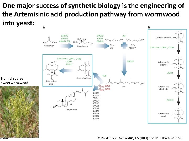 One major success of synthetic biology is the engineering of the Artemisinic acid production