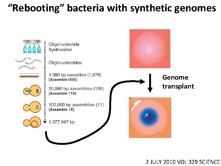 “Rebooting” bacteria with synthetic genomes Genome transplant 2 JULY 2010 VOL 329 SCIENCE 