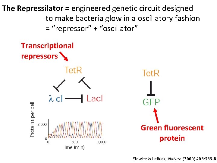 The Repressilator = engineered genetic circuit designed to make bacteria glow in a oscillatory