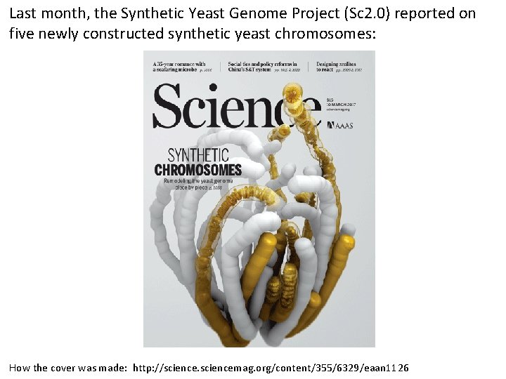 Last month, the Synthetic Yeast Genome Project (Sc 2. 0) reported on five newly