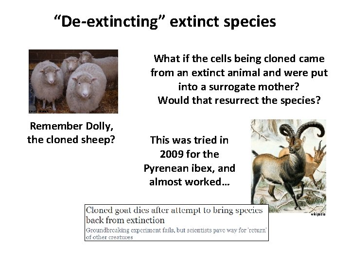 “De-extincting” extinct species What if the cells being cloned came from an extinct animal