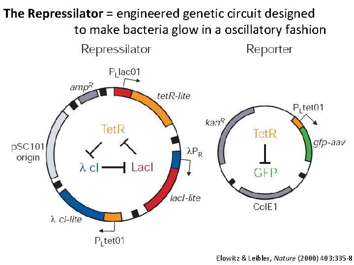 The Repressilator = engineered genetic circuit designed to make bacteria glow in a oscillatory