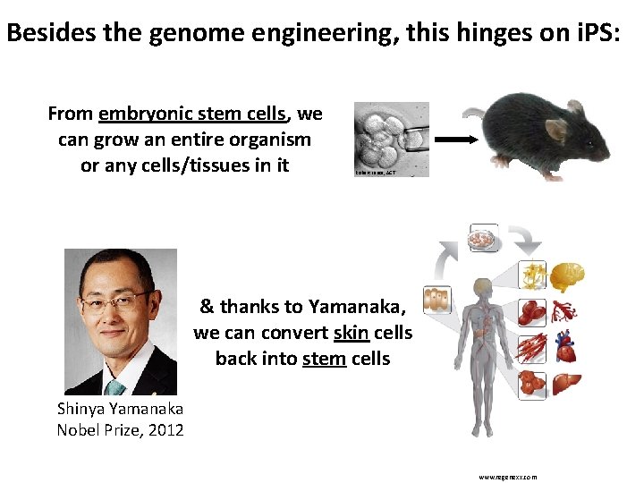 Besides the genome engineering, this hinges on i. PS: From embryonic stem cells, we