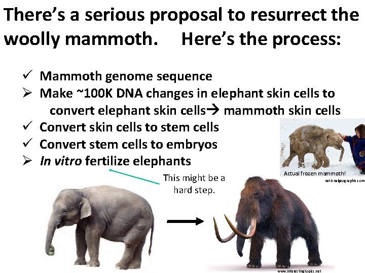 There’s a serious proposal to resurrect the woolly mammoth. Here’s the process: ü Mammoth